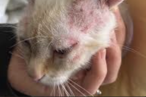 Golden tabby cat with mild skin inflammation, redness and small flakes on shoulder