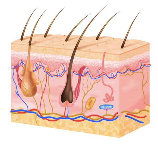 Cross-section anatomy of a healthy hair follicle in the skin