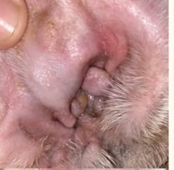Same bulldog's ear after 2 weeks of PetGlow — calm, clean, healed