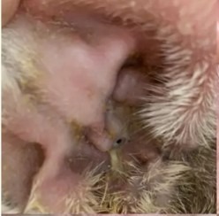 Bulldog's ear before PetGlow — swollen, inflamed, with discharge